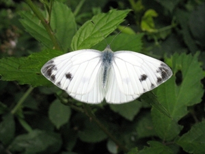 klein koolwitje [Pieris rapae]