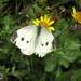 groot koolwitje [Pieris brassicae] (6)