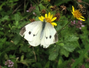 groot koolwitje [Pieris brassicae] (6)