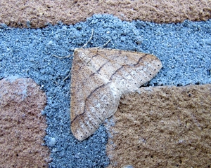 De grote voorjaarsspanner (Agriopis marginaria)