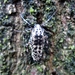 grote wintervlinder [Erannis defoliaria]