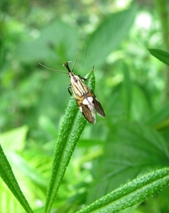 Het trompetmotje (Alabonia geoffrella) (6)