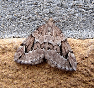 jeneverbesspanner(Thera juniperata) (1)