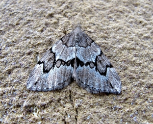 jeneverbesspanner(Thera juniperata) (4)