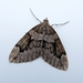 jeneverbesspanner (Thera juniperata)