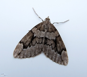 jeneverbesspanner (Thera juniperata)