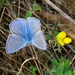 klaverblauwtje  (Cyaniris semiargus)