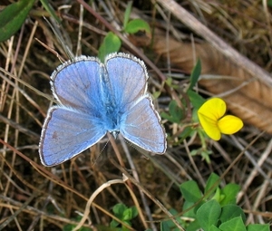 klaverblauwtje  (Cyaniris semiargus)