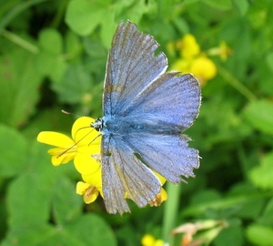 klaverblauwtje (Cyaniris semiargus)  (6)