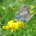 klaverblauwtje (Cyaniris semiargus)  (9)