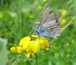 klaverblauwtje (Cyaniris semiargus)  (9)