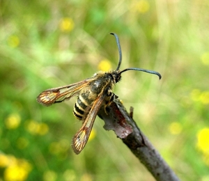 klaverwespvlinder[Bembecia ichneumoniformis] (10)