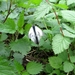 klein geaderd witje (Pieris napi) (4)