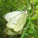 klein geaderd witje (Pieris napi) (2)