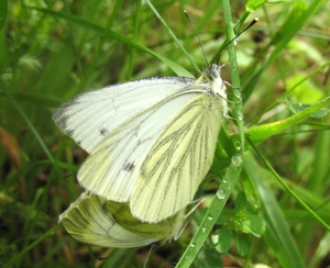 klein geaderd witje (Pieris napi) (2)