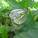 klein geaderd witje (Pieris napi) (9)