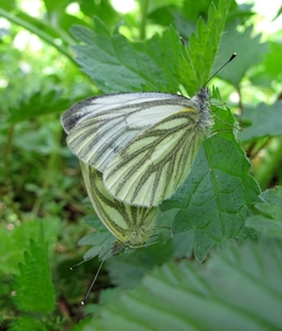 klein geaderd witje (Pieris napi) (9)