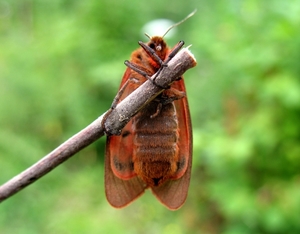 kleine beer [Phragmatobia fuliginosa]  (10)