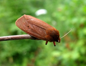 kleine beer [Phragmatobia fuliginosa] (3)