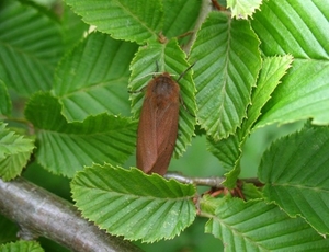 kleine beer (Phragmatobia fuliginosa) (6)