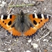 kleine vos  (Aglais urticae)