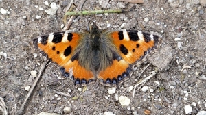 kleine vos  (Aglais urticae)
