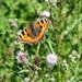 kleine vos  (Aglais urticae) (2)