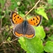 kleine vuurvlinder [Lycaena phlaeas ]