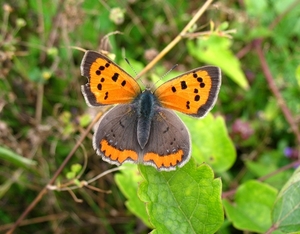 kleine vuurvlinder [Lycaena phlaeas ]