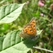 kleine vuurvlinder [Lycaena phlaeas] (2)