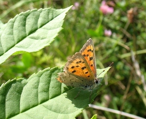kleine vuurvlinder [Lycaena phlaeas] (2)