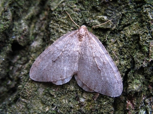 kleine wintervlinder (Operophtera brumata)