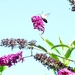 kolibrievlinder (Macroglossum stellatarum) (8)