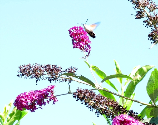 kolibrievlinder (Macroglossum stellatarum) (8)