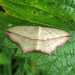 lieveling [Timandra comae] (6)