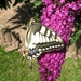 koninginnenpage (Papilio machaon  (3)