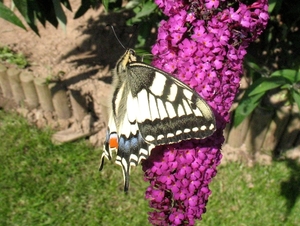 koninginnenpage (Papilio machaon  (3)