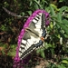 koninginnepage [Papilio machaonl]