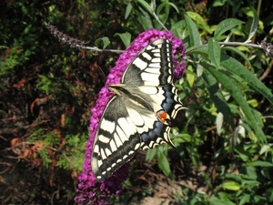 koninginnepage [Papilio machaonl]