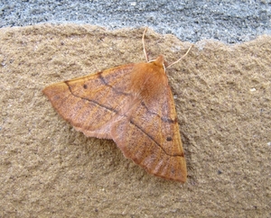 De kortzuiger (Crocallis elinguaria) (4)