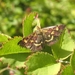 Muntvlindertje (Pyrausta aurata) of Purpermotje (6)