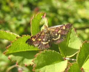 Muntvlindertje (Pyrausta aurata) of Purpermotje (6)