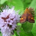 purpermotje (Pyrausta purpuralis)