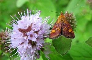 purpermotje (Pyrausta purpuralis)