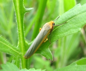 streepkokerbeertje  (Eilema complana)