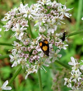 De oranje dwergbladroller (Pammene aurana) (4)