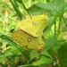 oranje luzernvlinder [Colias croceus] (12)