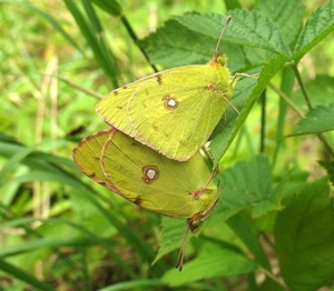 oranje luzernvlinder [Colias croceus] (12)