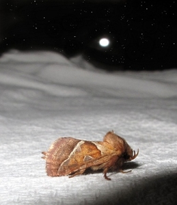 oranje wortelboorder  (Triodia sylvina) (23)