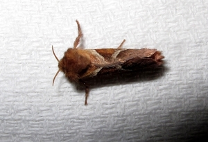 oranje wortelboorder  (Triodia sylvina) (18)